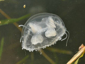 У Дніпрі виявили прісноводних медуз