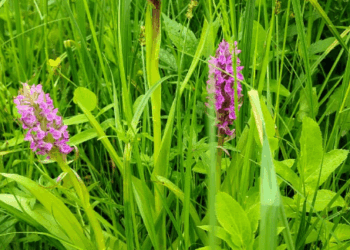 У Рокитному погодили створення природної пам’ятки “Орхідеї Ольшаниці”