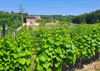 У селі Дибинці на Київщині працює унікальна виноробня