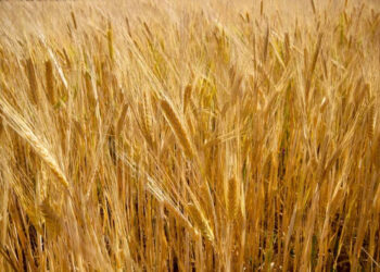 Український агроекспорт знизився: нові дані митної служби |