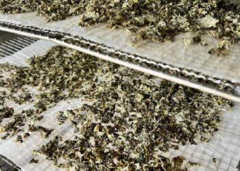 В одному з господарств на Київщині сушать квашені огірки