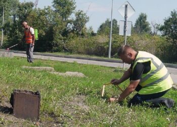В Українці розпочали боротьбу із небезпечною для людей амброзією полинолистою
