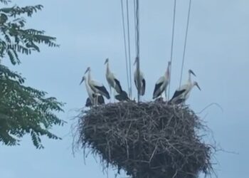 Велике сімейство: 10 лелек одночасно помітили в одному гнізді на Київщині