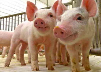 На промисловий сегмент припадає понад 3 млн свиней – Економіка