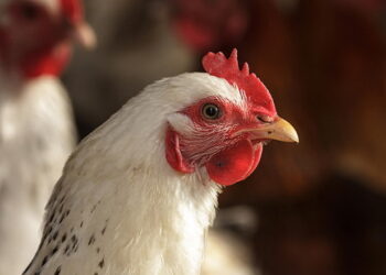 Імунодефіцити у птиці можуть бути спадковими й набутими – Економіка