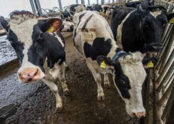 Протягом 7 місяців найбільший приріст корів серед підприємств ‒ на Миколаївщині – Економіка