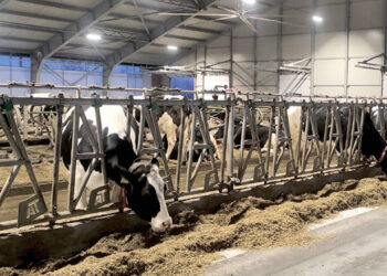 Цього року не компенсуватимуть вартість закупленого племінного поголівʼя через брак фінансування – Економіка