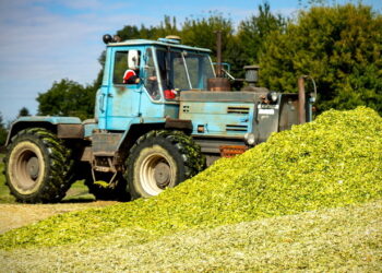 Як відтермінувати псування кукурудзяного силосу – Економіка