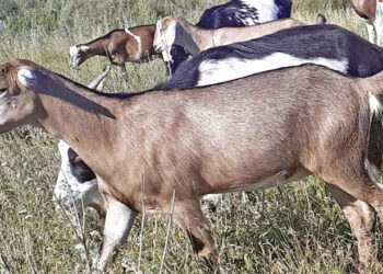 Українська коротковуха коза дає смачне молоко, з якого виходить добрий сир – Економіка