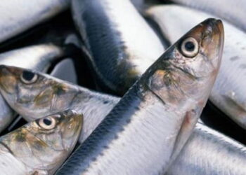 За 7 місяців Україна придбала за кордоном на 14,8% менше мороженої риби – Економіка