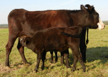 Чому ціна української ВРХ вища, ніж бразильської – Економіка