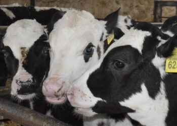 «Астарта» у І півріччі на 3,6% збільшила поголів’я ВРХ – Економіка