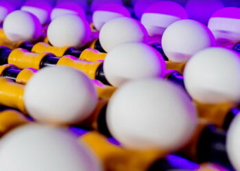 Виторг від експорту яєць за 8 місяців зріс у 2,6 раза – Економіка