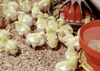 Дуже рухливі пташенята можуть бути проблемними – Економіка