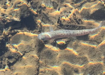 У західних регіонах річки зарибили харіусом і лососем – Економіка