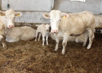 Які небезпеки загрожують печінці корів у новотільний період – Економіка