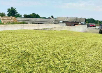 «Агро Еко Мілк» заготовляє кукурудзяний силос – Економіка