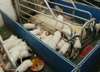 Жовківський ППР отримав статус племінного репродуктора у свинарстві – Економіка