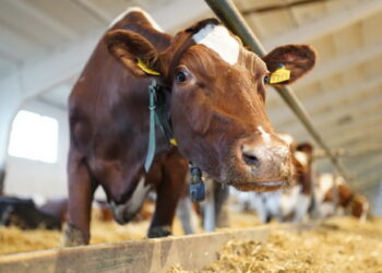 Летальність корів за бабезіозу може сягати 60% – Економіка