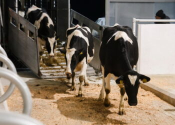 Експорт живої ВРХ за 7 місяців додав 72,1% – Економіка