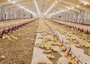 Оброблення проти червоного курячого кліща повторюють, якщо птиця залишалася в пташнику – Економіка