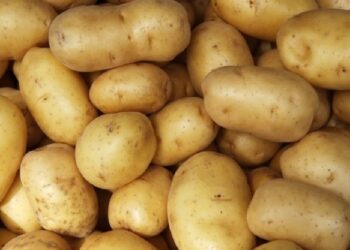 ФГ “Ельдорадо” на Київщині завдяки крапельному зрошенню отримало понад 50 т/га картоплі