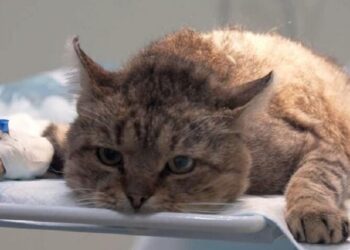 На Київщині поліція розслідує ДТП із травмуванням тварини