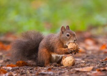 Синоптики розповіли, якою буде погода в перший день осені