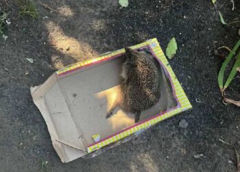 У Білій Церкві підлітки познущались із їжачка