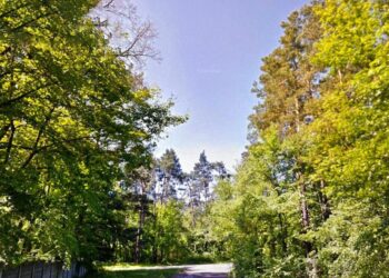 У Києві хотіли забудувати 16 гектарів лісу в Дарницькому районі | ПРО ГОЛОВНЕ