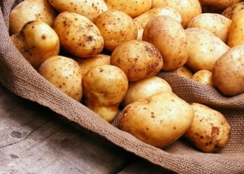 На Черкащині за 6,5 млрд грн будують найбільший в Україні картопляний завод Економіка
