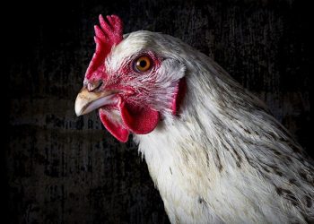Українська агрогрупа МХП планує вкласти €20 млн у виробництво курятини в Молдові Економіка