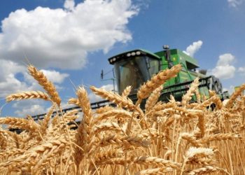 Червнева спека та старт жнив: яка ситуація з урожаєм на Київщині