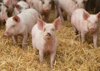 Агрохолдинг KSG Agro інвестує 25 млн грн у автономне водопостачання для свинокомплексу Економіка