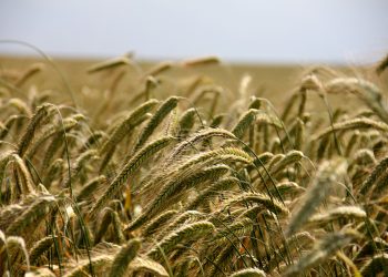 Пшениця подорожчала на 40%: атаки на судна та порти спричинили кризу в Чорному морі |