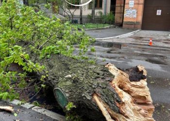 У Києві через негоду зламався 150-річний каштан Іващенка