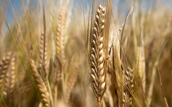 USDA підвищило прогноз врожаю зерна в Україні, але очікує скорочення експорту