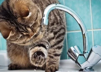 В Ірпені через порив водогону тимчасово відсутнє водопостачання на вул. Ярославській | ІРПІНСЬКИЙ ВІСНИК