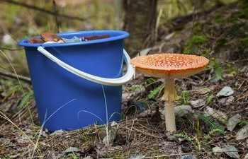 В Ірпінській громаді зафіксували перший випадок отруєння неїстівними грибами | ІРПІНСЬКИЙ ВІСНИК