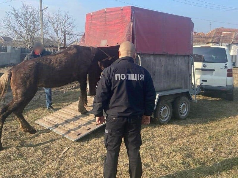 Жителю Закарпатської області, який бив коня, загрожує до п'яти років ув'язнення